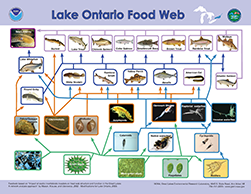 Lake Ontario Foodweb, click to open PDF