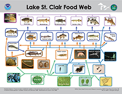 Lake St. Clair Foodweb, click to open PDF