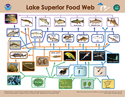 Lake Superior Foodweb, click to open PDF