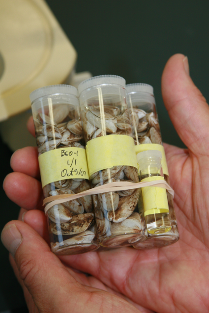 image of Dreissenid mussel samples