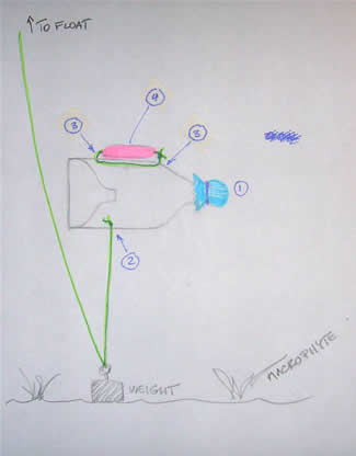 Line drawing of hemimysis trap