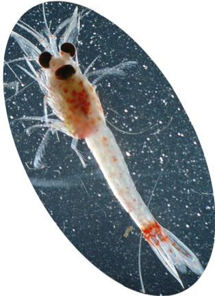 Image of Hemimysis