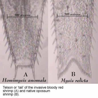 Image of Hemimysis 
				anatomy comparison