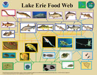 Food web diagram of Lake Erie