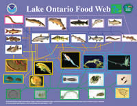 Food web diagram of Lake Ontario