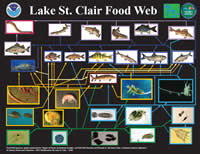 Food web diagram of Lake St. Clair