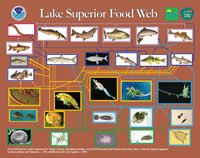 Food web diagram of Lake Superior